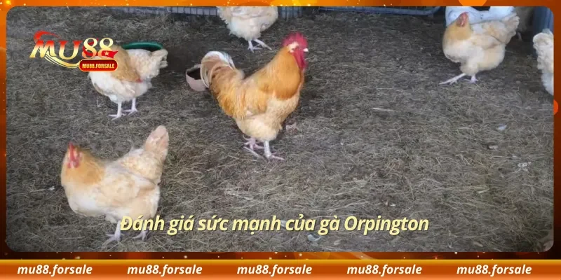 Đánh giá sức mạnh của gà Orpington