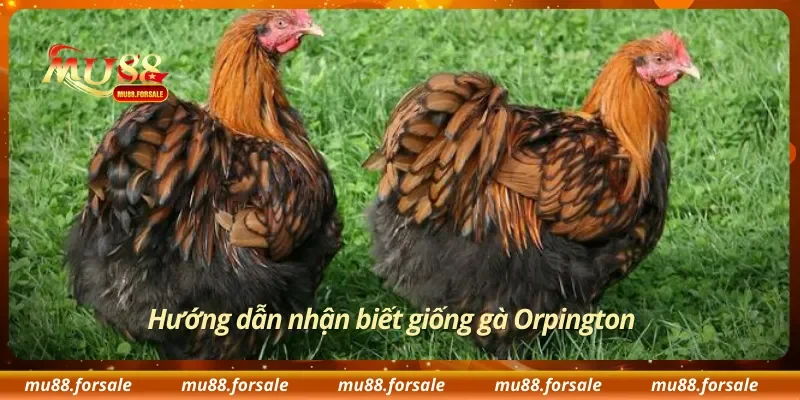 Hướng dẫn nhận biết giống gà Orpington