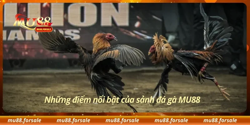 Những điểm nổi bật của sảnh đá gà MU88
