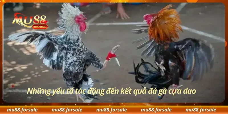 Những yếu tố tác động đến kết quả đá gà cựa dao